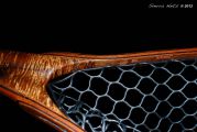Tiger Eye