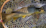 A nice Hot Creek Brown taken on a dry.