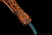 Banksia Pod handle, Black Walnut & Curly Maple hoop with Kingman Turquoise and copper inlays