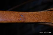 Custom Sierra  Net - Rare and Very Beautiful Carolina Cherry Burl w/Wenge& Cherry Hoop $450.00