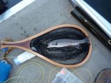 Rainbow Trout- South Lake, California