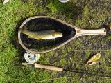 Brown Trout- Lake Siskyou, California