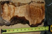 Amazing Cat's Paw Burl Maple