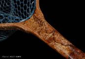 Cartography- A Custom Spalted Maple Burl Fly fishing Net  by Sierra Nets