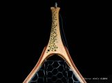 Custom Fly Fishing Net, Salmo Trutta, by Sierra Nets