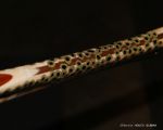 Custom Fly Fishing Net, Salmo Trutta, by Sierra Nets