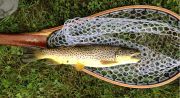 Dr. Courtney with a fine Brown trout