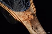 Custom Fly Fishing Net By Sierra Nets- Stabilized Spalted Maple Burl net