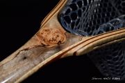 Custom Fly Fishing Net By Sierra Nets- Stabilized Spalted Maple Burl net