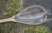Another Nice Hot Creek Rainbow