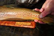 Lee Kinsey of secluded Waters with a stunning brown to break in his new custom Sierra Net