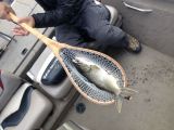 The First Lake trout in a Sierra Net