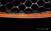 Custom Buckeye Burl Fly Fishing Net by Sierra Nets