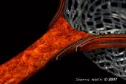 Custom Amboyna Burl fly fishing Net by Sierra Nets