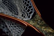 A custom Maple burl fly fishing net by Sierra Nets