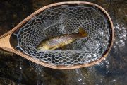 Brown Trout on the East Walker River, Ca.