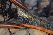 This brook trout themed net has over 700 individual inlays of Brass, Kingman Turquoise & fire coral