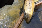Brown Trout on the East Walker River, Ca.