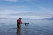 Lahontan Cutthroat-Pyramid Lake, Nv.