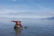 Lahontan Cutthroat-Pyramid Lake, Nv.