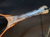 Spalted merle blue buckeye burl