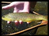 Our Client, Noel Trout (Yes, Trout!) & his 2 sons did very well on Hot Creek in California