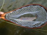 Gary of Western Visions Fly Fishing Lanyards Lands Another