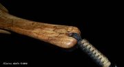 Custom Spalted Maple, Curly Maple & Wenge Fly Fishing Net by Sierra Nets.
