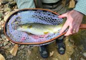 Chris CPR's a nice well-fed Eastern Brown
