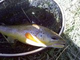 A Nice Brown 