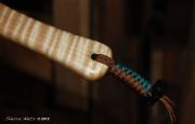 Sierra Nets Custom Curly Maple & Walnut Net with Chrisocolla Inlaid Dun