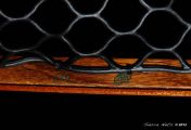 Sierra Nets Custom Curly Koa, Teak, Wenge, and Mahogany Net with Chrisocolla Inlays