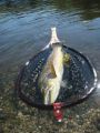 This Big Brown was netted by Guide Joe Contaldi of Performance Anglers in his new net, The Tank