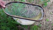 An Eastern Brown taken in a Curly Walnut Sierra Net named JB Caddis