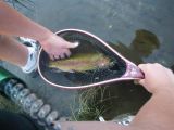 Our Client, Noel Trout (Yes, Trout!) & his 2 sons did very well on Hot Creek in California