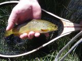 Our Client, Noel Trout (Yes, Trout!) & his 2 sons did very well on Hot Creek in California