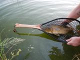 25 inch Carp in a Custom Wenge & Cat's Paw Burl Maple Net