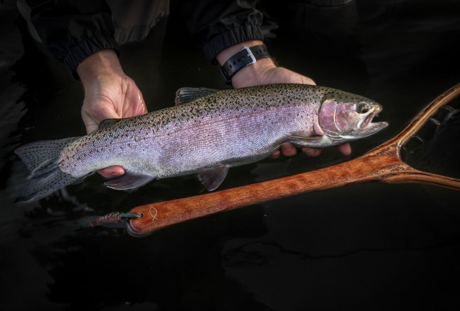 A Healthy Rainbow Trout in a Custom Fly Fishing Nets by Greg Madrigal of Sierra Nets  Photo by Seth Blackamore